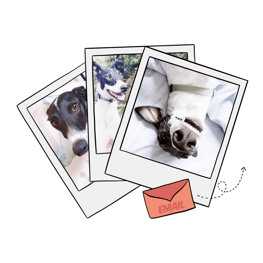 Dog photos of Budd the Whippet | Pop Art Puppy Dogs