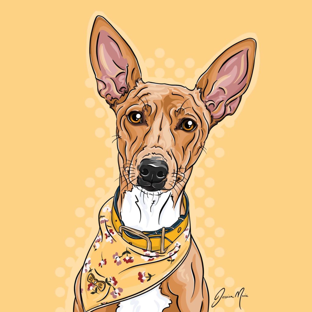 Popsy the Podenco Dog Illustration Canvas Print Pet Portrait | Pop Art Puppy Dogs