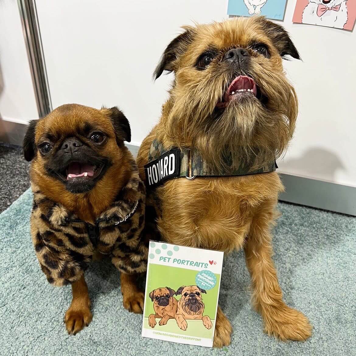 Howard & Ned @howardandnedthegriffons Dog Lovers Show Melbourne 2022 | Pop Art Puppy Dogs