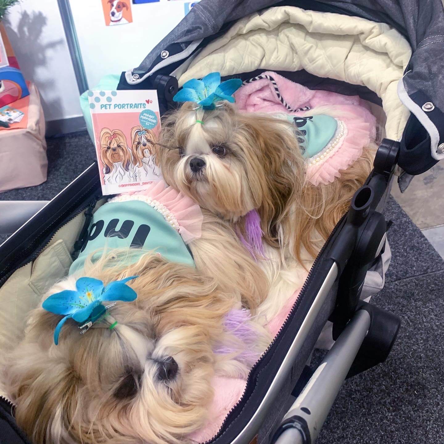 Indi & Maggie @skippinggirl_shihtzus Dog Lovers Show Melbourne 2022 | Pop Art Puppy Dogs