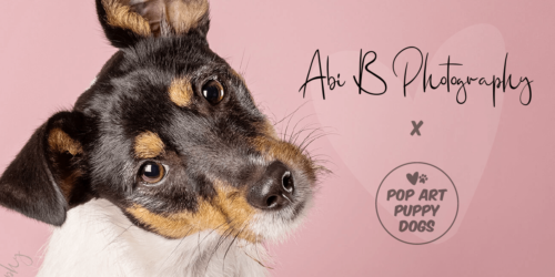 Abi B Photography X Pop Art Puppy Dogs