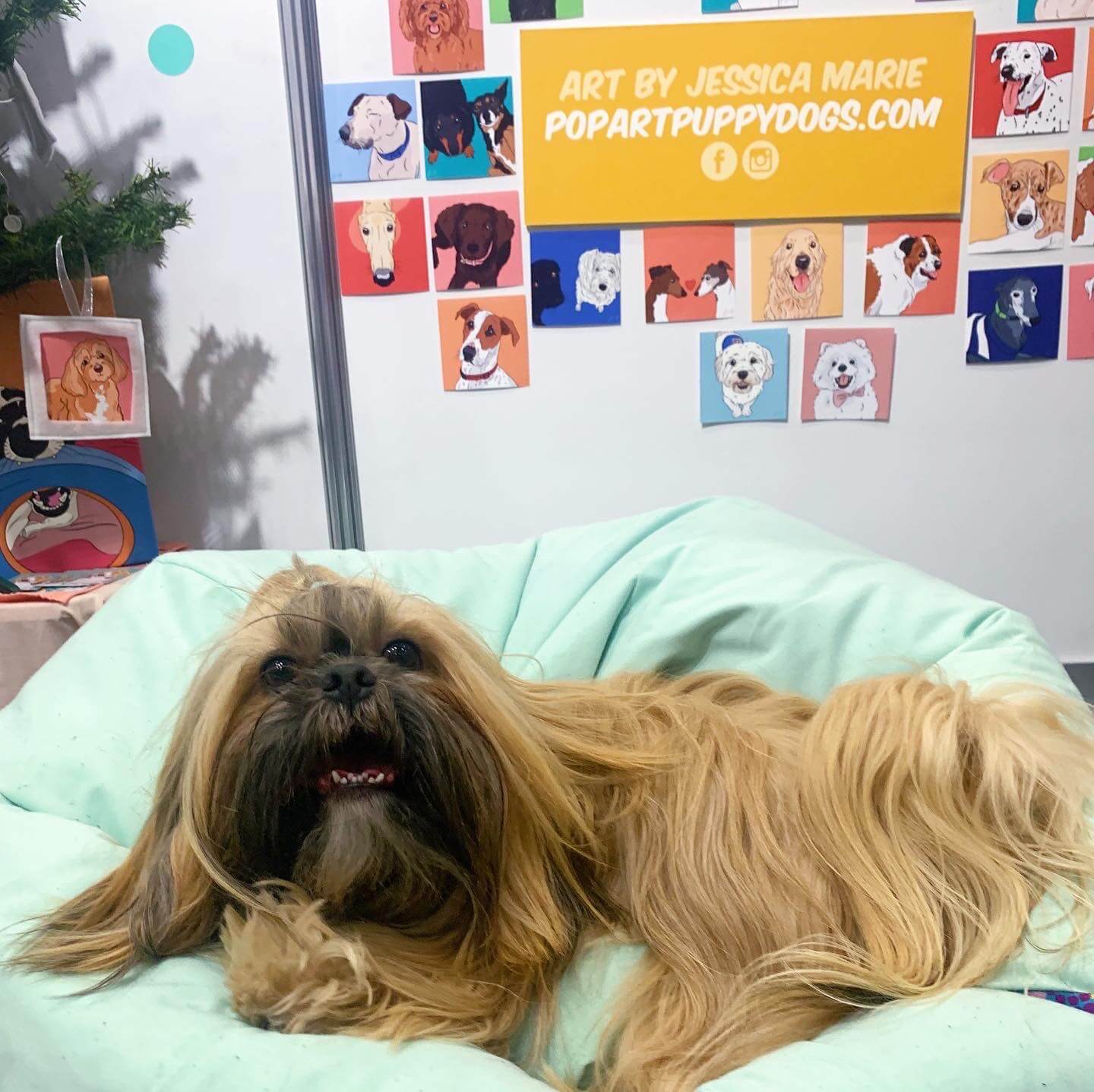 Presley @presley.shih.tzu Dog Lovers Show Melbourne 2022 | Pop Art Puppy Dogs