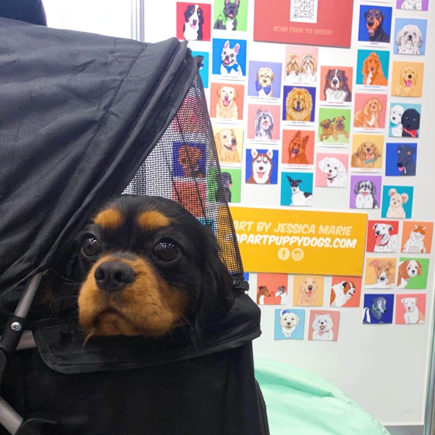 Puddles @puddlesthecavalier Dog Lovers Show Melbourne 2022 | Pop Art Puppy Dogs